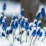 A close-up of vibrant blue hyacinths dusted with snow, capturing a serene winter scene.