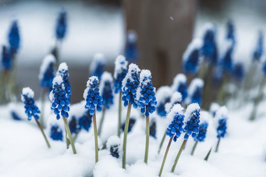 A close-up of vibrant blue hyacinths dusted with snow, capturing a serene winter scene.