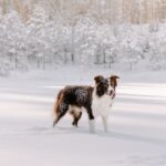 Border Collie dog standing in a serene snowy forest during winter.