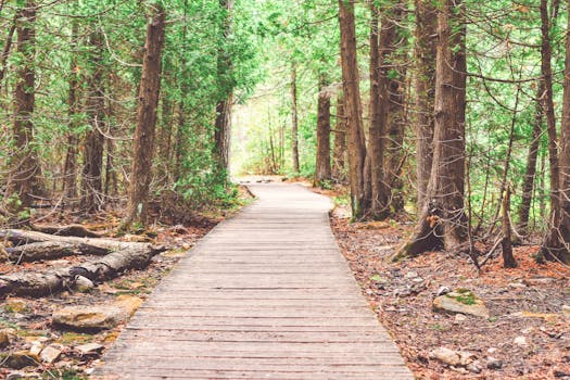 pexels-photo-443412-443412 A serene wooden walkway through a vibrant green forest, perfect for nature exploration and tranquility.