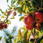 Vibrant red apples glistening with dewdrops hang from a branch in a sunlit orchard.