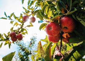 Vibrant red apples glistening with dewdrops hang from a branch in a sunlit orchard.