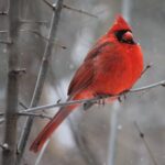 A vibrant Northern Cardinal perched on a snowy branch in Kingston, Canada.